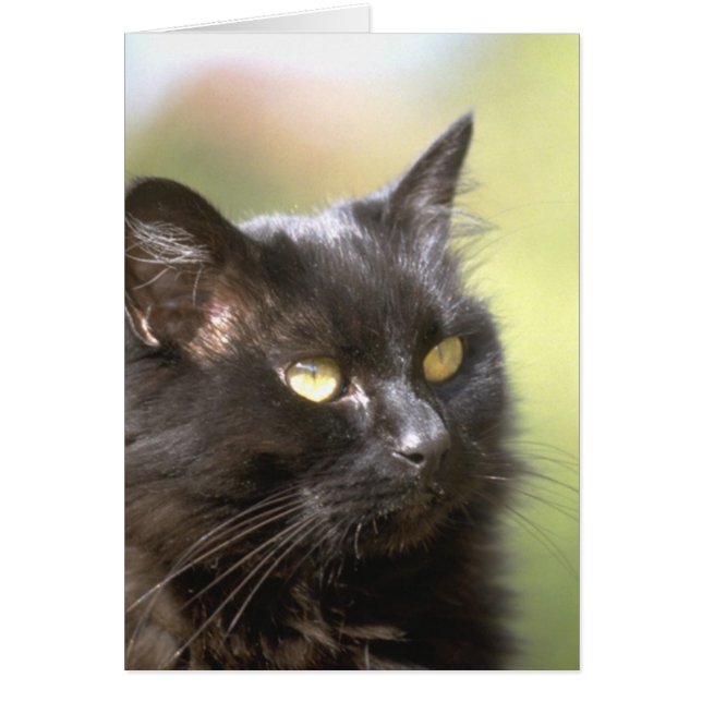 Black Cat Head Study (Front)