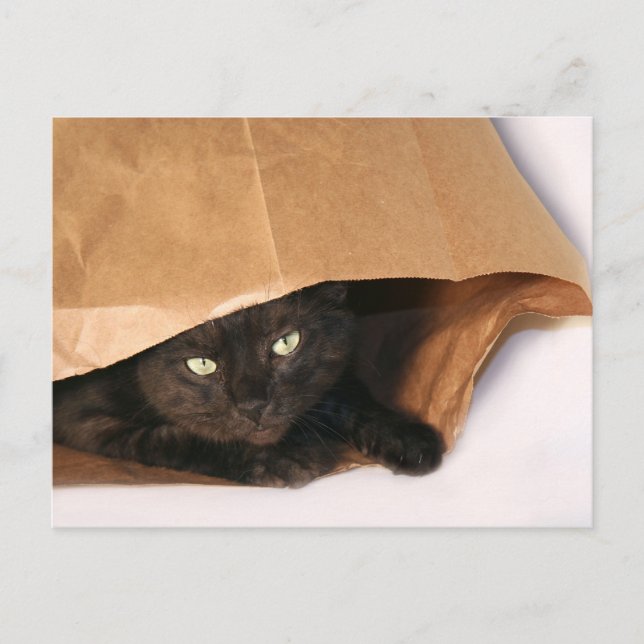Black cat in a bag postcard (Front)