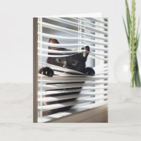 Black Cat In Blinds For Birthday