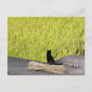 Black Cat in Rice Paddy Postcard