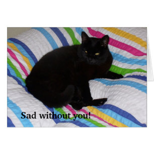Black Cat in the Bed