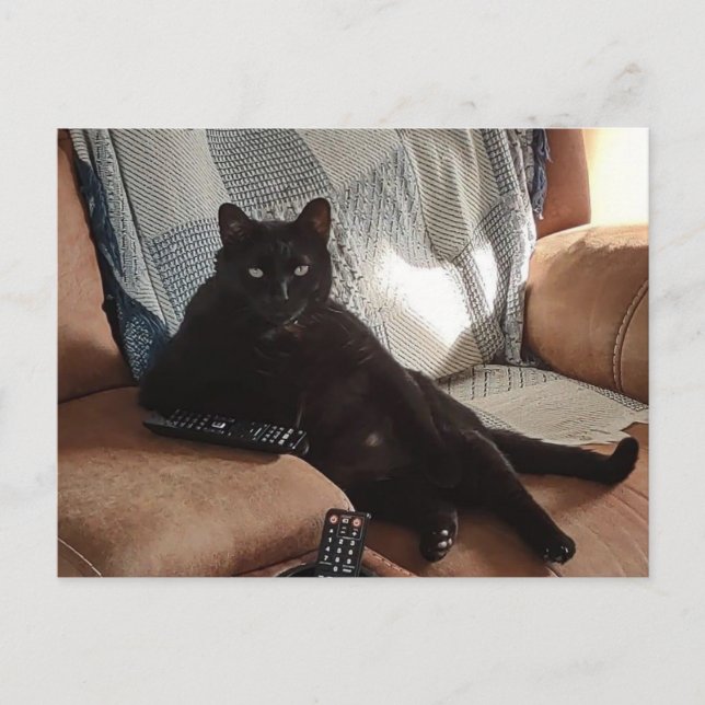 Black cat looking like a boss postcard (Front)