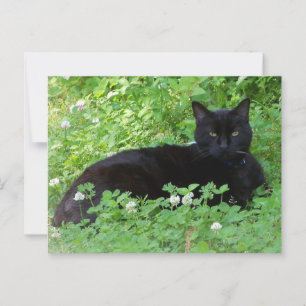 Black Cat Lying in Clover Cat Lovers Postcard