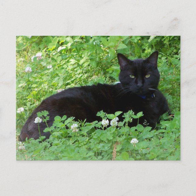 Black Cat Lying in Clover Cat Lovers  Postcard (Front)