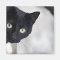 Black Cat