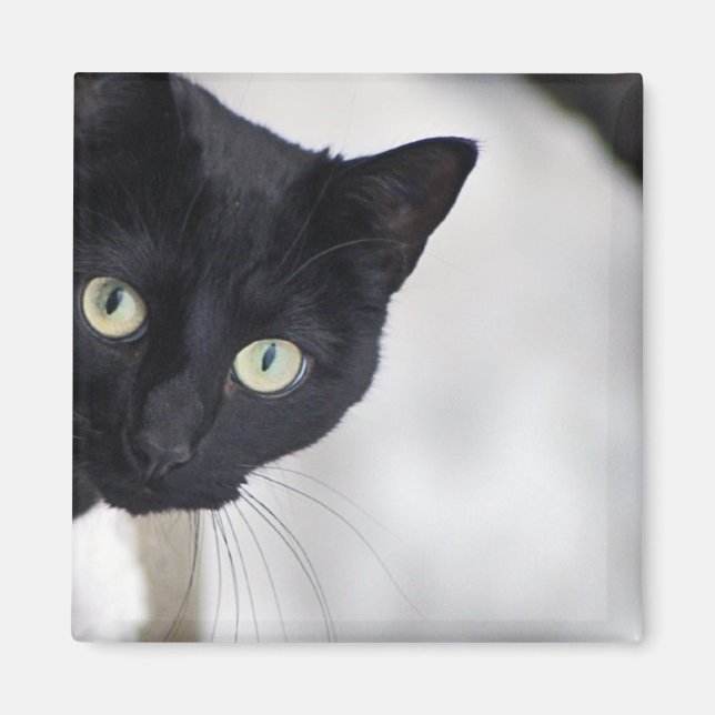 Black Cat Magnet (Front)