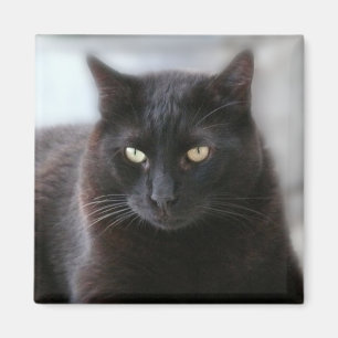 Black Cat Magnet