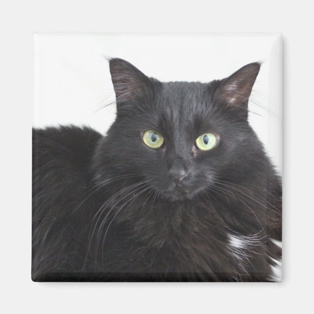 Black cat magnet (Front)