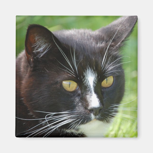 Black Cat Magnet (Front)