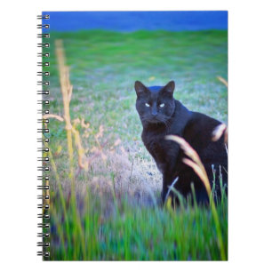 Black Cat Notebook
