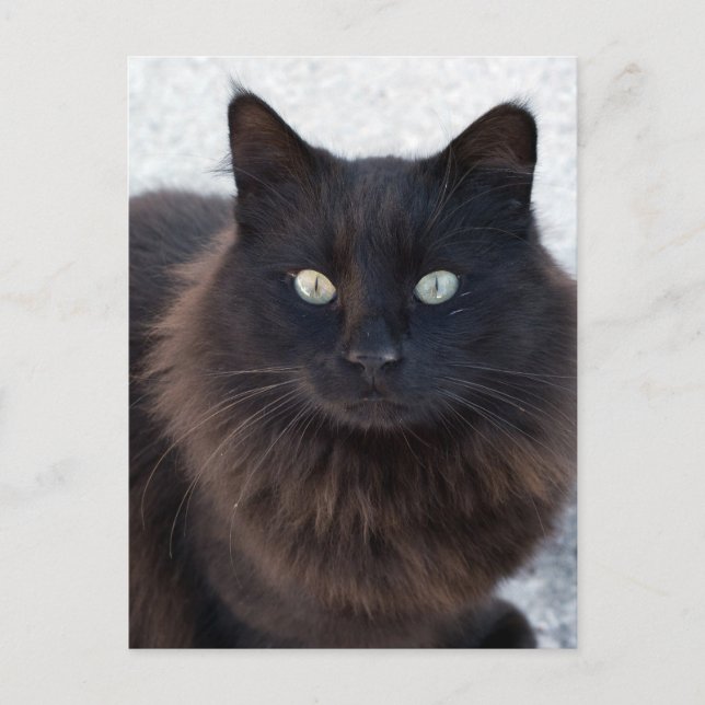 BLACK CAT PHOTOGRAPHY POSTCARDS (Front)