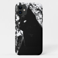 Black Cat Portrait Photo