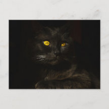 Black cat - Postcard