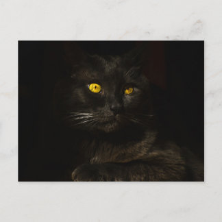 Black cat - Postcard