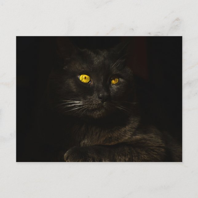 Black cat - Postcard (Front)