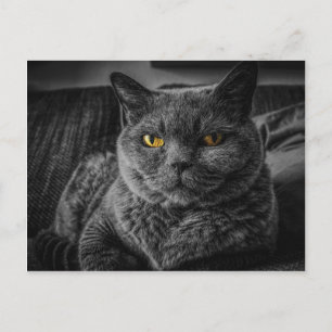 Black Cat Postcard