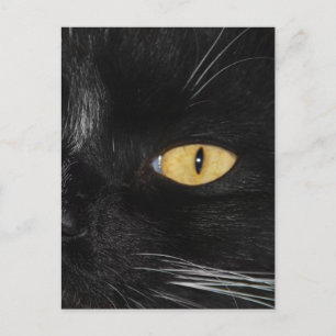 Black cat postcard