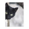 Black Cat