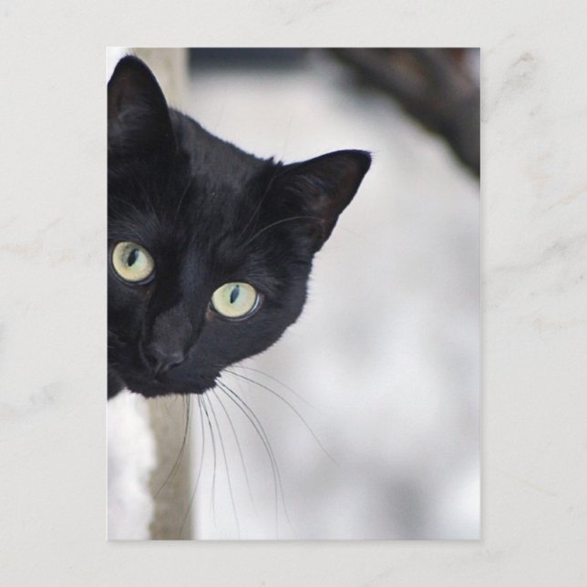 Black Cat Postcard (Front)