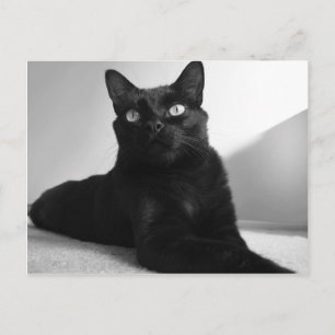 black cat postcard