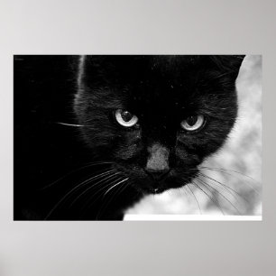 Black Cat Poster