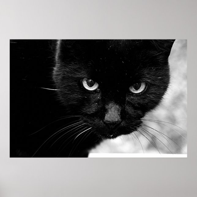 Black Cat Poster (Front)
