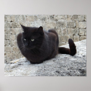 Black Cat poster