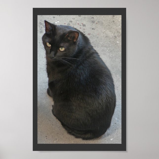 Black cat poster (Front)