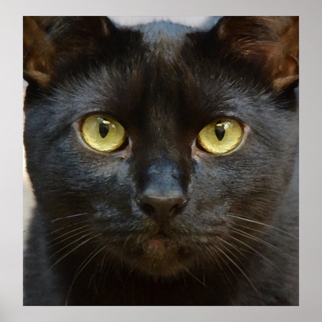 Black cat poster (Front)
