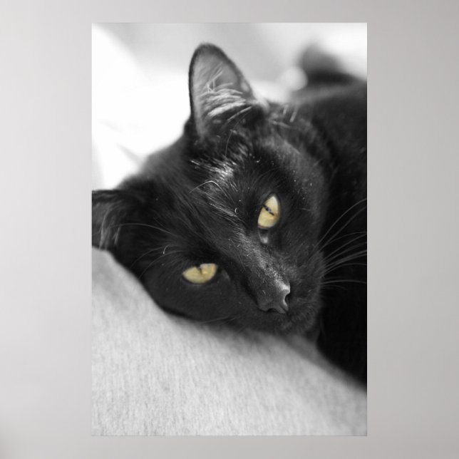 Black Cat Poster (Front)