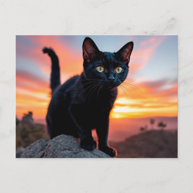 Black Cat Silhouette at Sunset Postcard (Front)