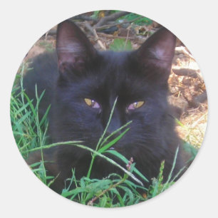 Black cat  stickers