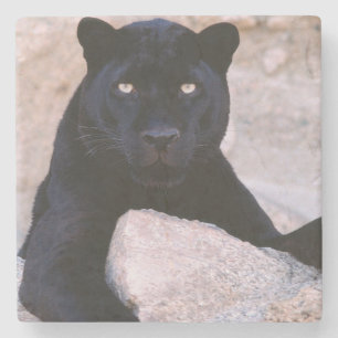 Black Cat Stone Coaster