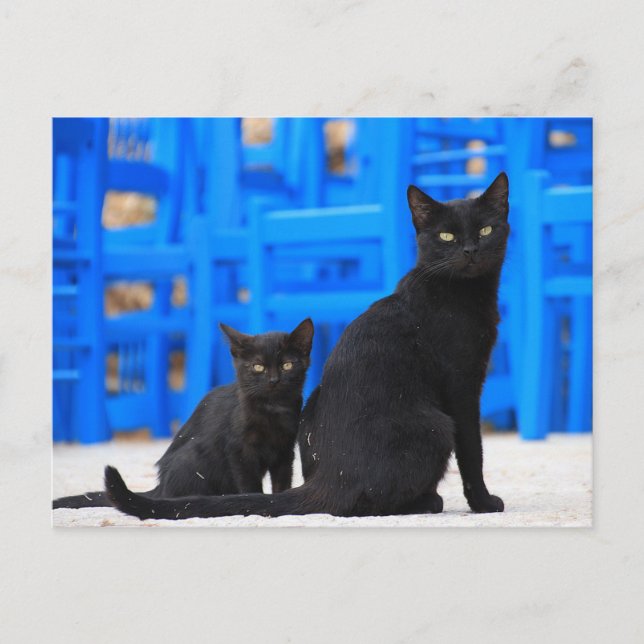 Black cat stray cat postcrossing postcard (Front)