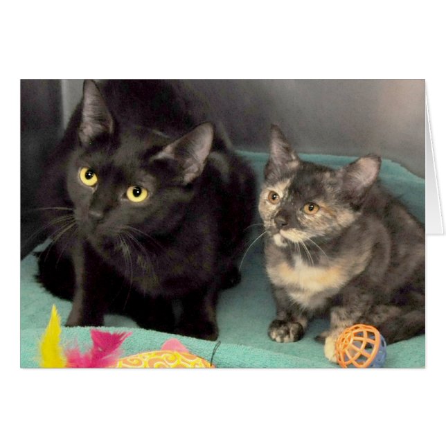 Black Cat/Tortoiseshell Kitten Greeting/Note Cards (Front Horizontal)