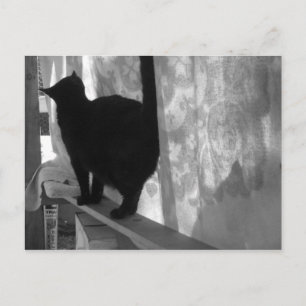 Black Cat Walking Away - carte postale
