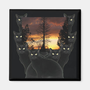 Black Cats and Sunset Magnets