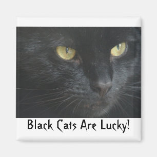 Black Cats Are Lucky! Magnet