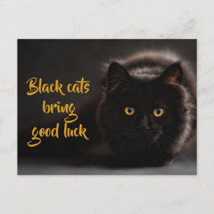 Black Cats Bring Good Luck/ Personalized Postcard