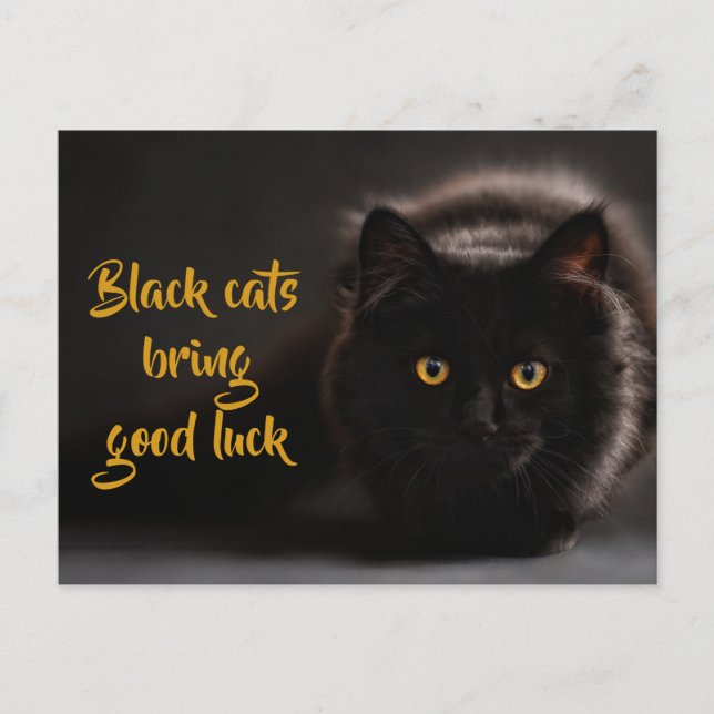 Black Cats Bring Good Luck/ Personalized Postcard (Front)