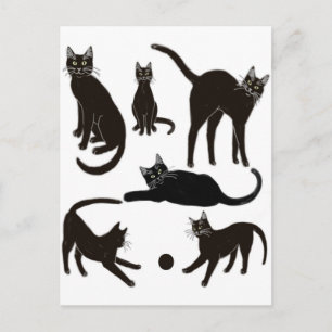 Black Cats Postcard