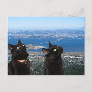 Black Cats View of San Quentin Prison Postcard