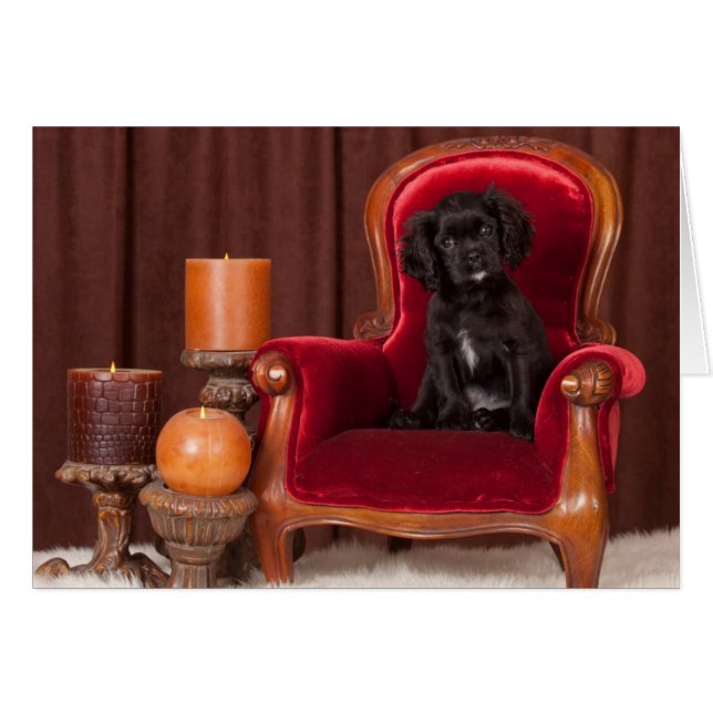 Black Cavalier King Charles Spaniel (Front Horizontal)
