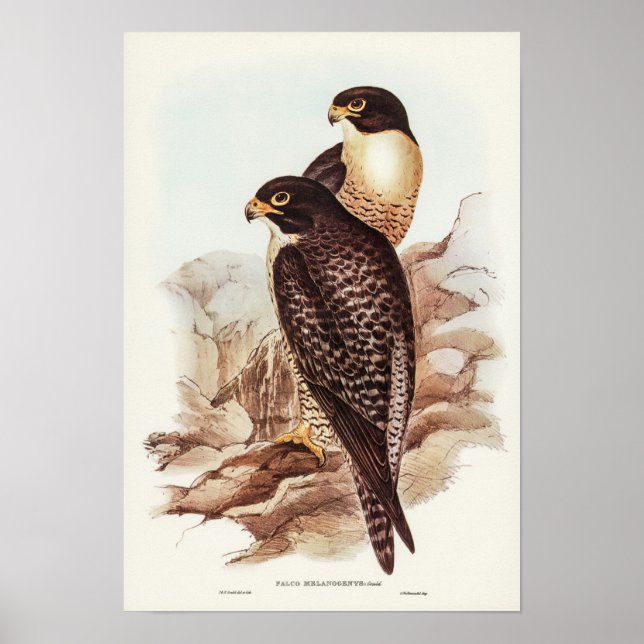 Black-cheeked Falcon by Elizabeth Gould Poster (Front)