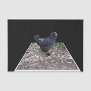 Black Chicken Popout Art, Tissue Paper