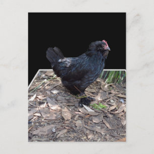Black Chicken Three Dmensional Pop Out,_Postcard Postcard