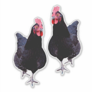 Black Chickens Strut,