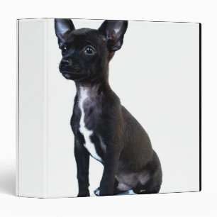 Black Chihuahua puppy Binder