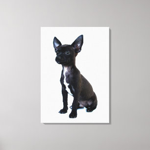 Black Chihuahua puppy Canvas Print