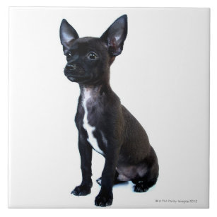 Black Chihuahua puppy Tile